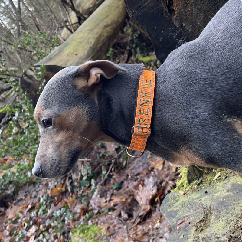 frenkie-skew-final hond met handgemaakte halsband met naam van de hond erop.