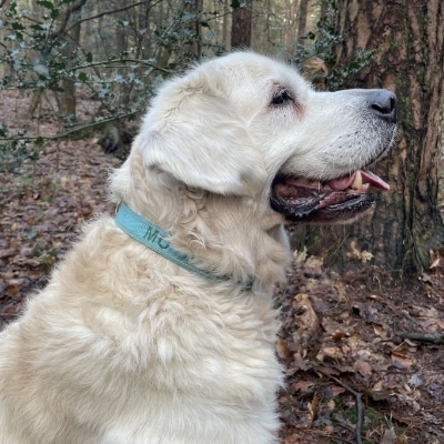 Golden Retriever Mo met een blauwe halsband om.
