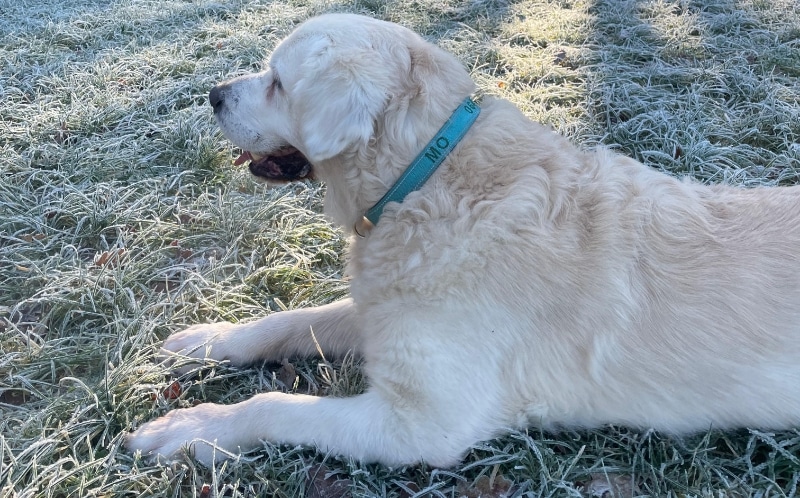 mo-liggend Golden Retriever Mo met een blauwe halsband om liggend in het gras.
