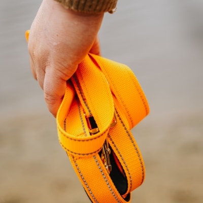 Golden Retriever Mo met een blauwe halsband om.