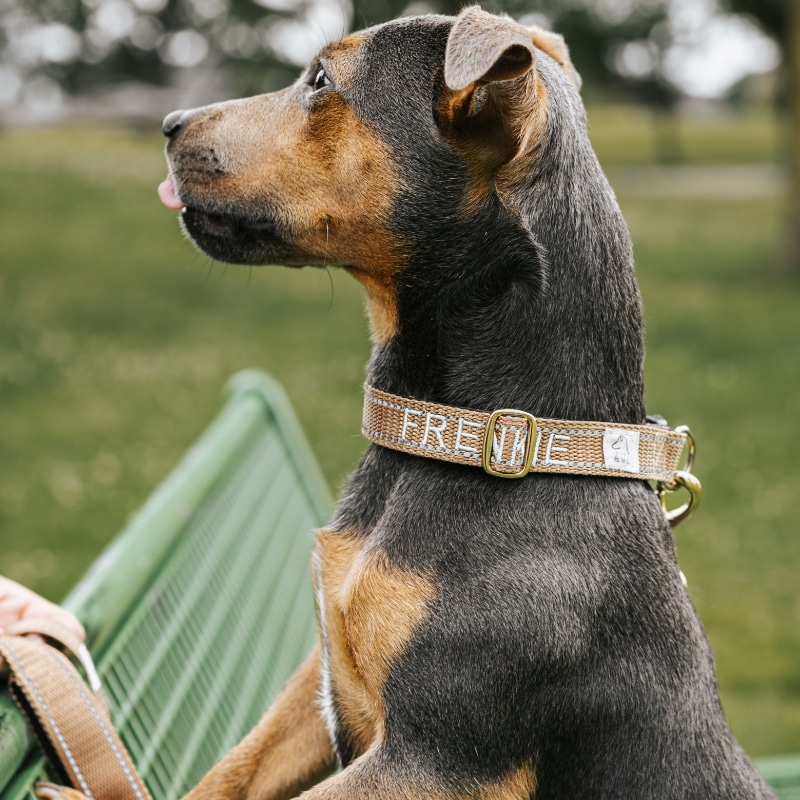 IMG_0858 hond met handgemaakte halsband met naam van de hond erop.