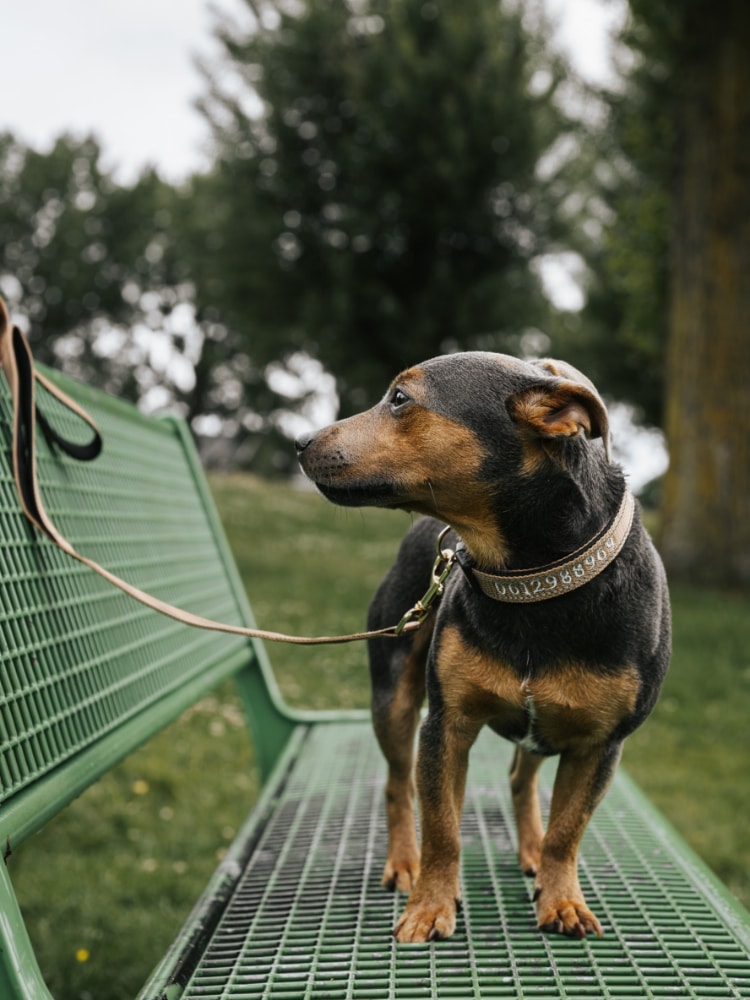 frenkie-groene-halsband hond met handgemaakte halsband met naam van de hond erop.