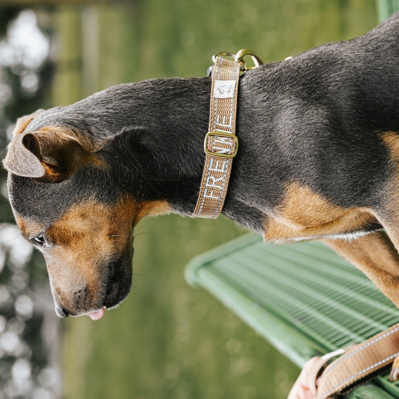 hond met handgemaakte halsband met naam van de hond erop.