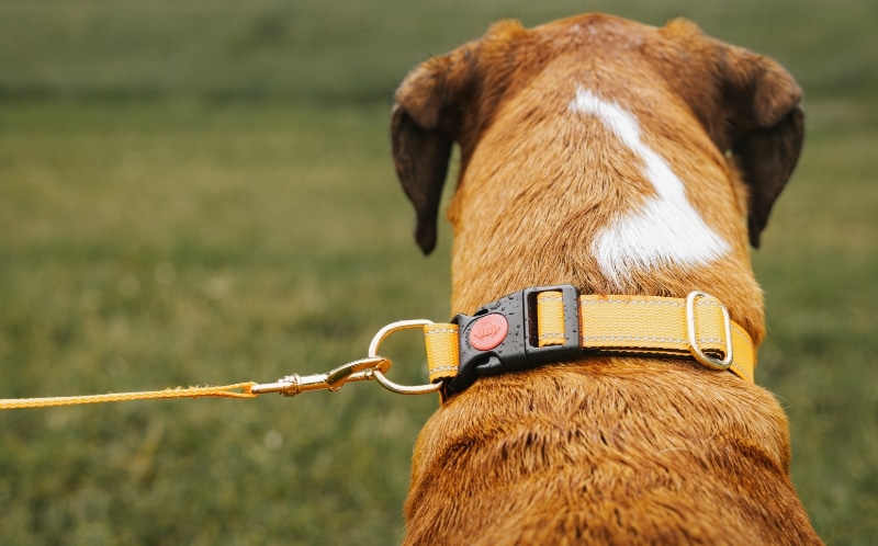 Golden Retriever Mo met een blauwe halsband om liggend in het gras.